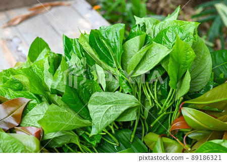 Betel leaf, fresh green leaves Wild Betel Leafbush - betel leaf for herbs and cooking food in Thailand, Piper sarmentosum Roxb 89186321