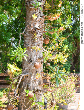 Cannonball fruit on the cannonball tree with flower, Shorea robusta Dipterocarpaceae - Sal, Shal, Sakhuwan, Sal Tree, Sal of India, Religiosa Cannonball fruit on the cannonball tree with flower, Shorea robusta Dipterocarpaceae - Sal, Shal, Sakhuwan, Sal Tree, Sal of India, Religiosa 89186323