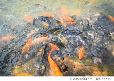 Orange golden carp fish tilapia and catfish eating from feeding food on water surface ponds on water surface ponds, fish farm floating for breathe on top water in lake near river Asian Orange golden carp fish tilapia and catfish eating from feeding food on water surface ponds on water surface ponds, fish farm floating for breathe on top water in lake near river Asian 89186330