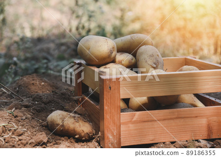 Fresh potato plant, harvest of ripe potatoes in wooden box agricultural products from potato field 89186355