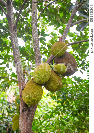 jackfruit on the jackfruit tree tropical fruit summer on nature leaf background 89186368