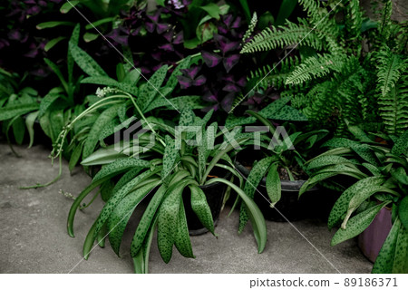 leaf ornamental plant on the nature plant tree, green plants many kinds growing in the garden decorate front garden Variegated plants leaves, fern garden leaf ornamental plant on the nature plant tree, green plants many kinds growing in the garden decorate front garden Variegated plants leaves, fern garden 89186371