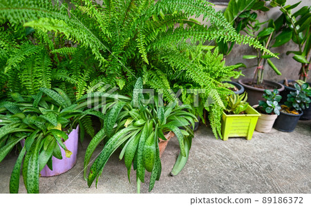 leaf ornamental plant on the nature plant tree, green plants many kinds growing in the garden decorate front garden Variegated plants leaves, fern garden leaf ornamental plant on the nature plant tree, green plants many kinds growing in the garden decorate front garden Variegated plants leaves, fern garden 89186372