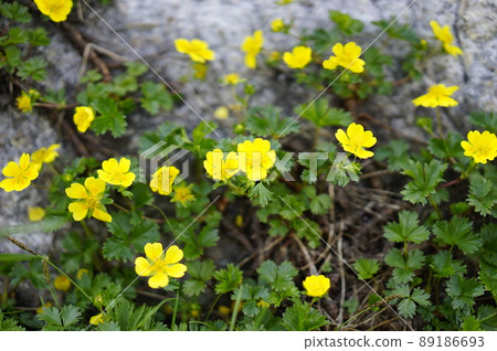 Climbing scenery of Mt. Tsurugi, one of the 100 famous mountains in Japan Climbing scenery of Mt. Tsurugi, one of the 100 famous mountains in Japan 89186693