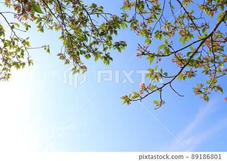 Hazakura Yoshino cherry tree blue sky Hazakura Yoshino cherry tree blue sky 89186801