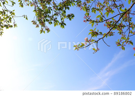 Hazakura Yoshino cherry tree blue sky Hazakura Yoshino cherry tree blue sky 89186802