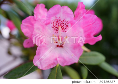 Pink flower rhododendron 89186887