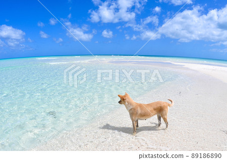 A dog looking at the beautiful sea 89186890