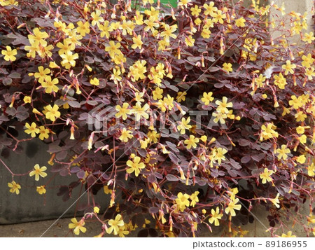 比利時布魯日酢漿草樹籬 89186955