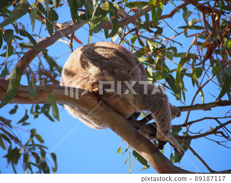 Australian wild koala Australian wild koala 89187117