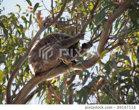 Australian wild koala Australian wild koala 89187118
