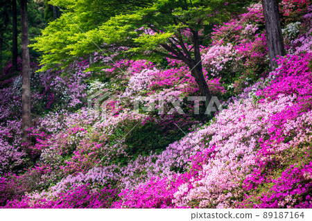 Co-starring with azaleas at Daikozenji Temple, where the fresh green of early summer is beautiful Co-starring with azaleas at Daikozenji Temple, where the fresh green of early summer is beautiful 89187164