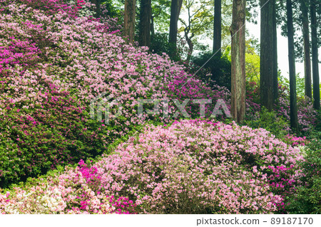 Co-starring with azaleas at Daikozenji Temple, where the fresh green of early summer is beautiful Co-starring with azaleas at Daikozenji Temple, where the fresh green of early summer is beautiful 89187170