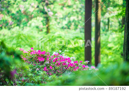 Co-starring with azaleas at Daikozenji Temple, where the fresh green of early summer is beautiful Co-starring with azaleas at Daikozenji Temple, where the fresh green of early summer is beautiful 89187192