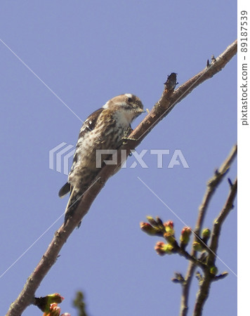 日本侏儒啄木鳥（日本侏儒啄木鳥） 89187539