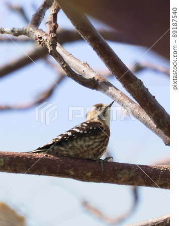 日本侏儒啄木鳥（日本侏儒啄木鳥） 89187540