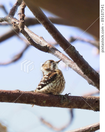 日本侏儒啄木鳥(日本侏儒啄木鳥) 日本侏儒啄木鳥(日本侏儒啄木鳥) 89187541