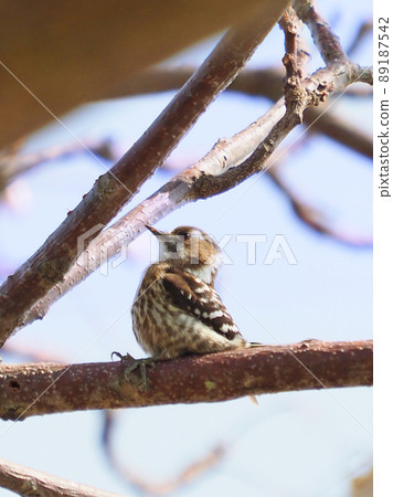 Japanese pygmy woodpecker (Japanese pygmy woodpecker) 89187542