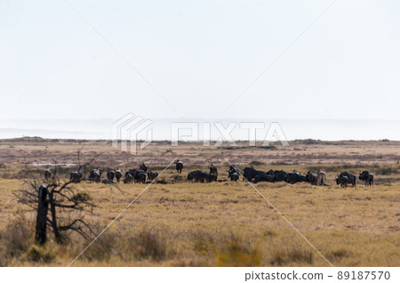 A herd of Wildebeest in Etosha 89187570