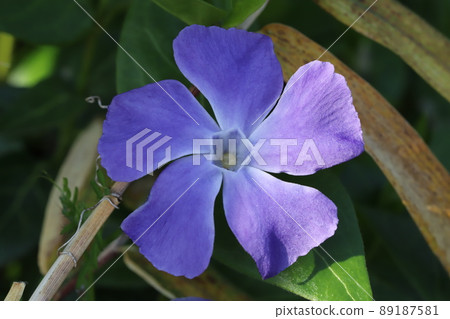 Purple flowers of periwinkle blooming in the Japanese garden in spring 89187581