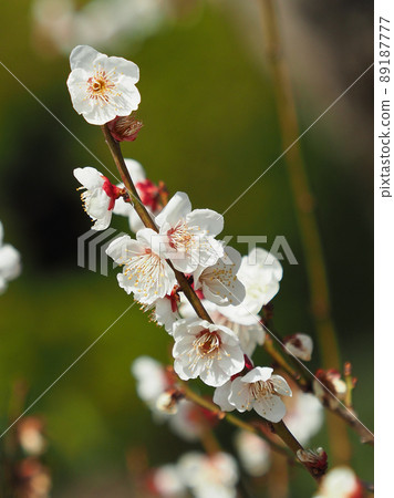 Ume (Photo: Dazaifu) 89187777