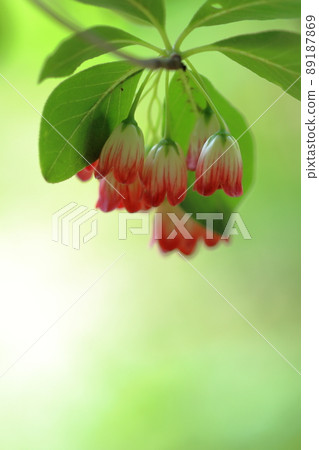 Salasa Doudin Salasa Doudin 89187869