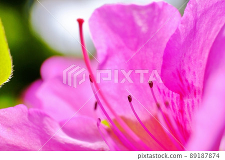 Azalea flowers that bloom brightly, Machida City, Tokyo, Serigatani Park 89187874