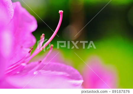 Azalea flowers that bloom brightly, Machida City, Tokyo, Serigatani Park Azalea flowers that bloom brightly, Machida City, Tokyo, Serigatani Park 89187876