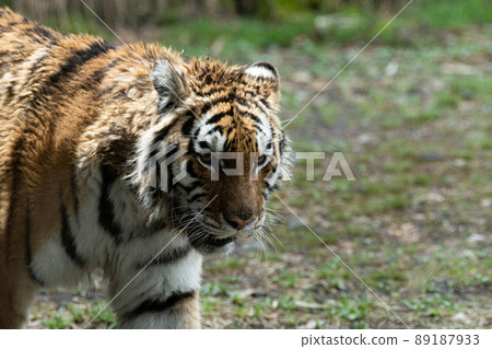 酷虎 酷虎 89187933