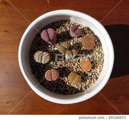 Colorful group planting photos of succulents Lithops Colorful group planting photos of succulents Lithops 89188055