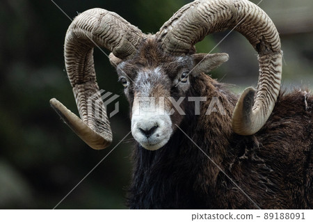Large Weapon Mouflon Large Weapon Mouflon 89188091