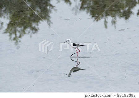 Black-winged stilt Black-winged stilt 89188092