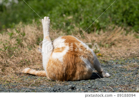 Grooming cat, brown-white cat 89188094