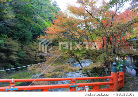 [京都]神護寺紅葉 89188102