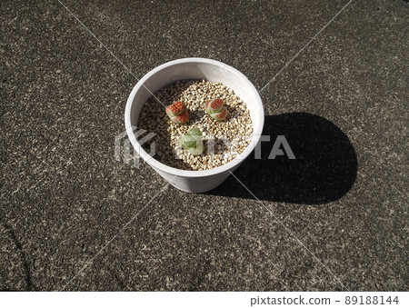 多肉植物蛻皮生石花組植照片 多肉植物蛻皮生石花組植照片 89188144