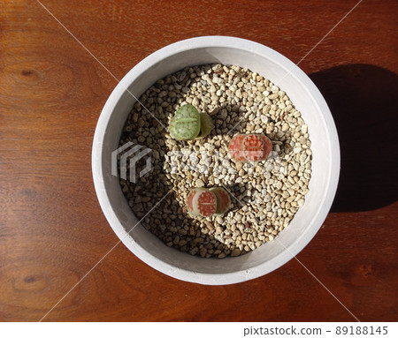 Succulent plant molting Lithops group planting photo Succulent plant molting Lithops group planting photo 89188145