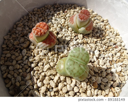 Succulent plant molting Lithops group planting photo Succulent plant molting Lithops group planting photo 89188149