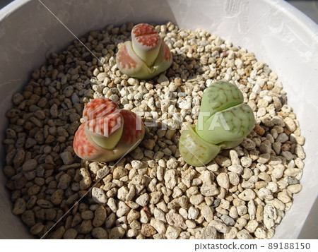 多肉植物蛻皮生石花組植照片 多肉植物蛻皮生石花組植照片 89188150