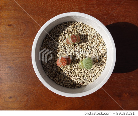 Succulent plant molting Lithops group planting photo Succulent plant molting Lithops group planting photo 89188151