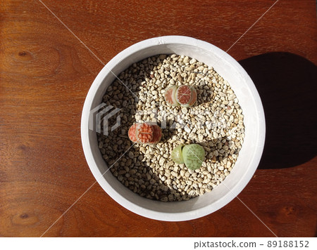 多肉植物蛻皮生石花組植照片 多肉植物蛻皮生石花組植照片 89188152
