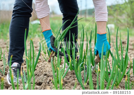 Woman's hands with shovel digging onions from the ground Woman's hands with shovel digging onions from the ground 89188153