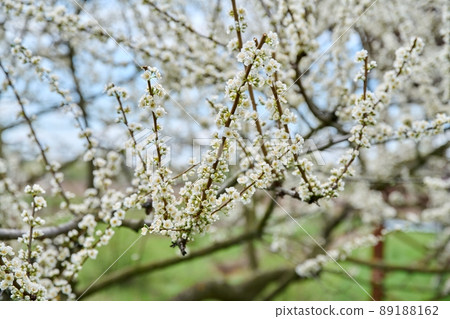 Spring time, blossoming plum tree, white flowers on the branches Spring time, blossoming plum tree, white flowers on the branches 89188162
