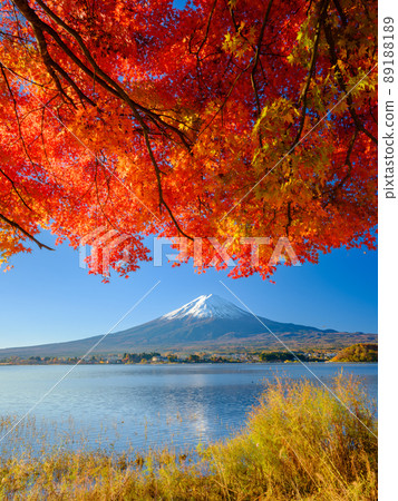 Lake Yamanashi _ Superb view of Mt. Fuji and autumn leaves 89188189