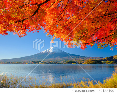 Lake Yamanashi _ Superb view of Mt. Fuji and autumn leaves Lake Yamanashi _ Superb view of Mt. Fuji and autumn leaves 89188190