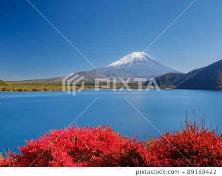 Lake Motosu Yamanashi_ Superb view of Mt. Fuji and autumn leaves 89188422