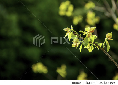 樹芽 89188496