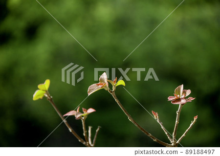 紅喙紅木的芽 89188497