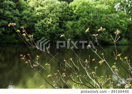 池塘岸邊的馬蓮花芽菜 89188498