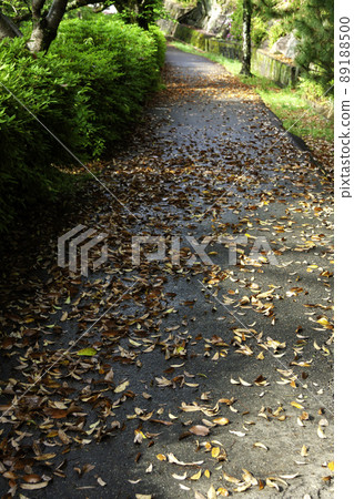 樟樹倒下的路 89188500