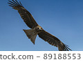 Black kite, black kite, wild bird 89188553